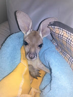 Roo Earrings