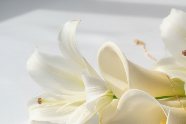 White lilies on white background